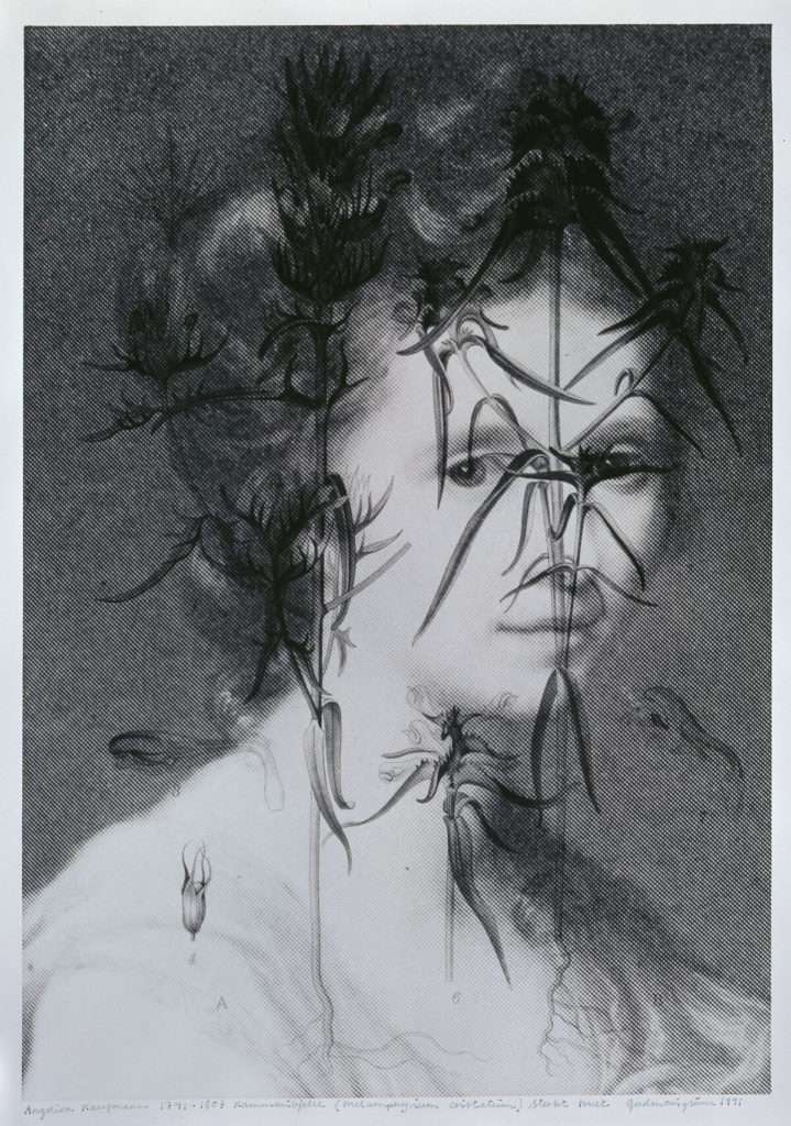 <em>Angelica Kaufmann (1741–1807) Kammaribjelle (Melamphyrium christatum) sterkt truet</em>, Gerd M. Tinglum. Photographer: Anne Grete Thoresen