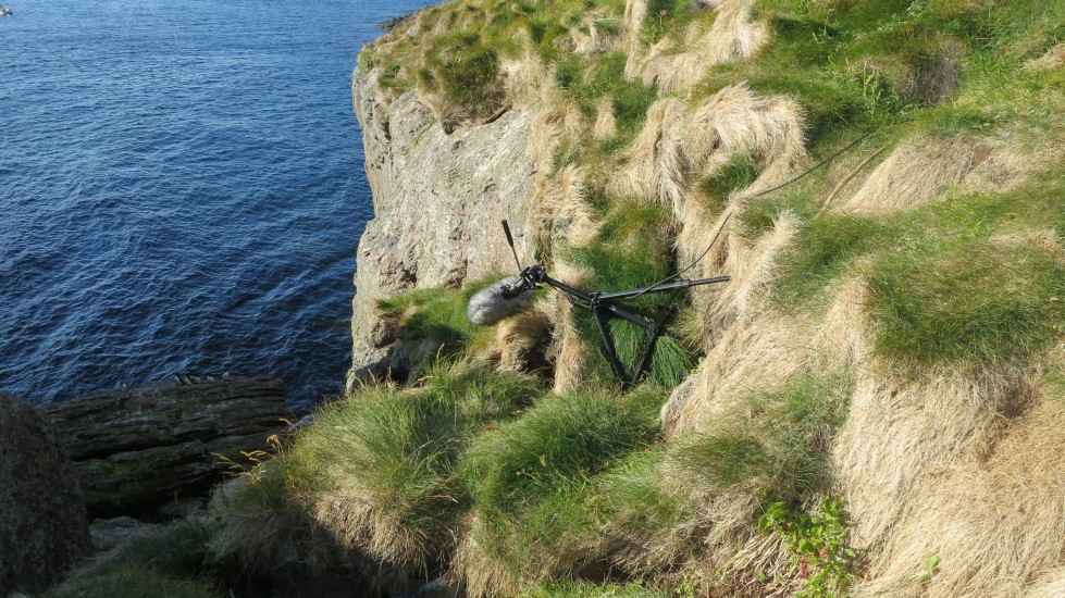 Stemninger for glattceller, Elin Øyer Vister. Fotograf: Ukjent