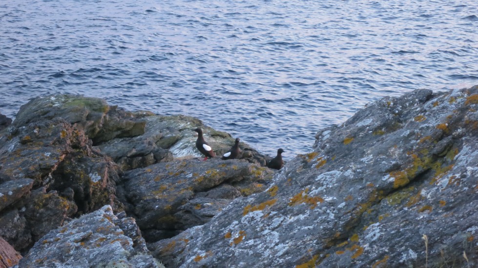 Stemninger for glattceller, Elin Øyer Vister. Fotograf: Ukjent
