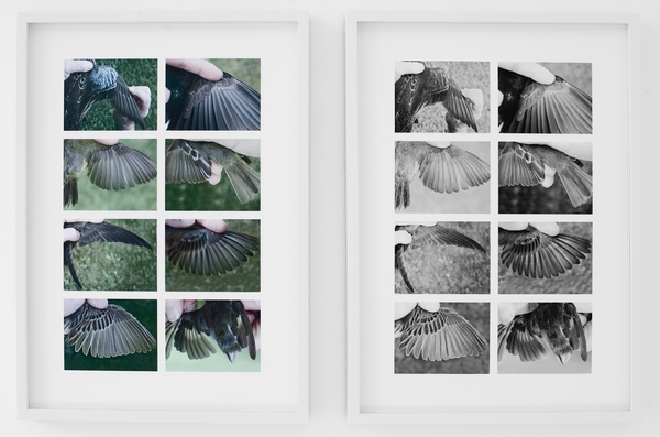 Displaying Wings, av Ane Graff. Fotograf: Karen ChristineTandberg