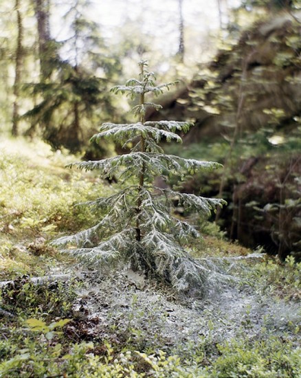 Hvit juli, Bjørgli Annar. Fotograf: Bjørgli Annar