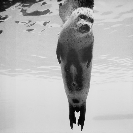 Seal, Per Maning. Fotograf: Amanendra Shrestha