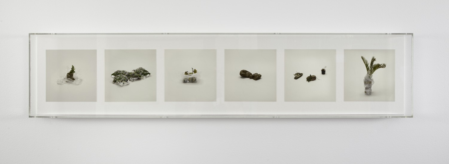 Plants (prohibited), Taryn Simon. Fotograf: Brynhild Seim