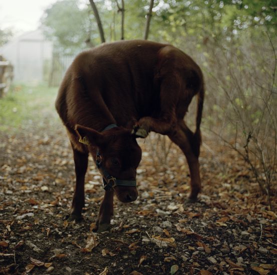 The ideal state (Still getting milk from his mother), Una Hunderi. Fotograf: Una Hunderi