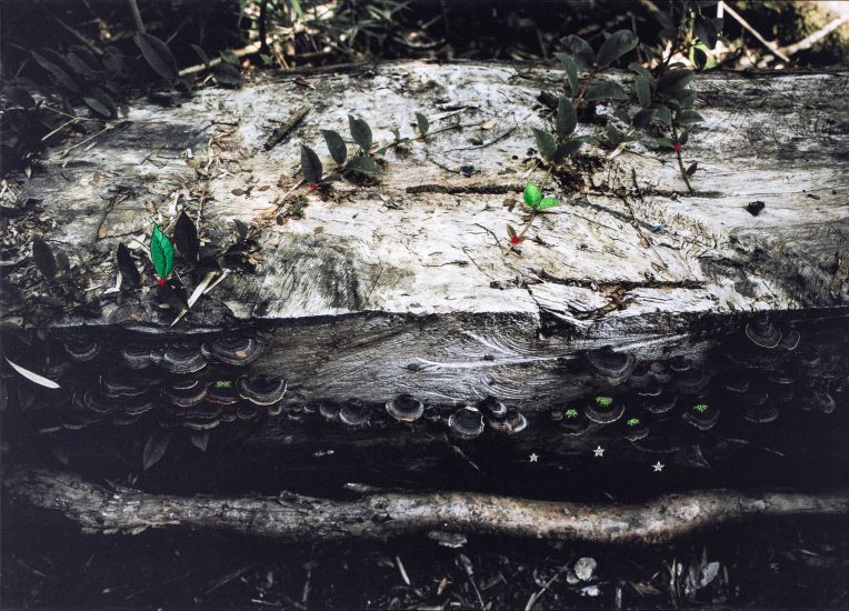 <em>Conversations in the Undergrowth – Wisdom of the East and South</em>, Hege Dons Samset. Photographer: Marius Hauge