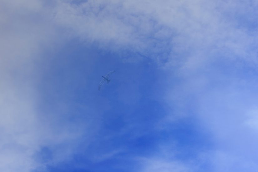 Måke 1.0, Anders Eiebakke. Fotograf: Werner Zellien