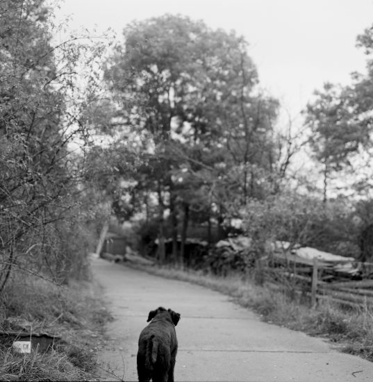 The ideal state (Free to wander), Una Hunderi. Fotograf: Una Hunderi