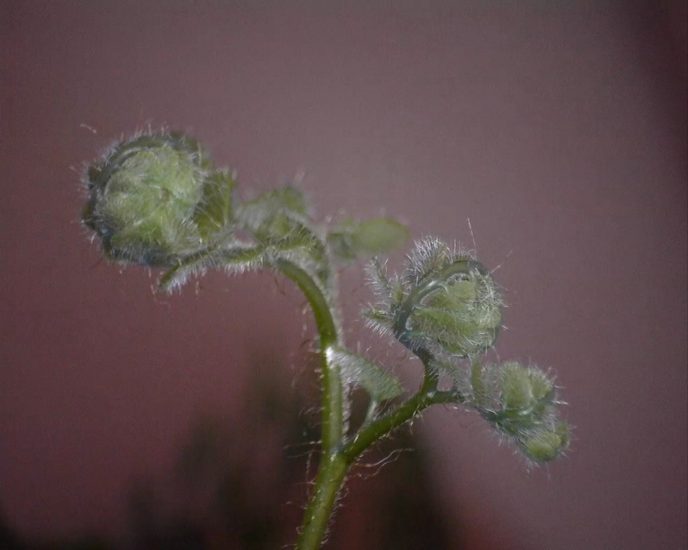 <em>Stillbilde fra Cryptogami</em>, Christine Ödlund. Photographer: Christine Ödlund/Galleri Riis