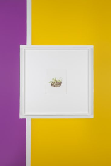 Løvetann, Thorbjørn Sørensen. Fotograf: KORO