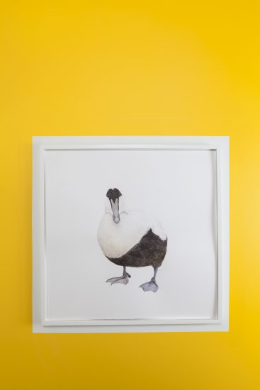 Ærfugl 1, Thorbjørn Sørensen. Fotograf: KORO