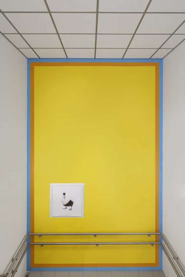 Ærfugl 1, Thorbjørn Sørensen. Fotograf: KORO