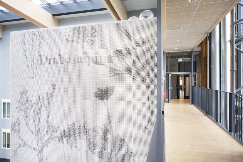 (Blomster fra indre fjellstrøk i Troms), Anne-Karin Furunes. Fotograf: Ingun Alette Mæhlum