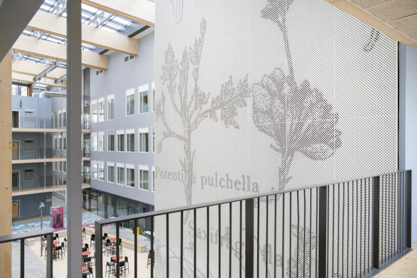 (Blomster fra indre fjellstrøk i Troms), Anne-Karin Furunes. Fotograf: Ingun Alette Mæhlum