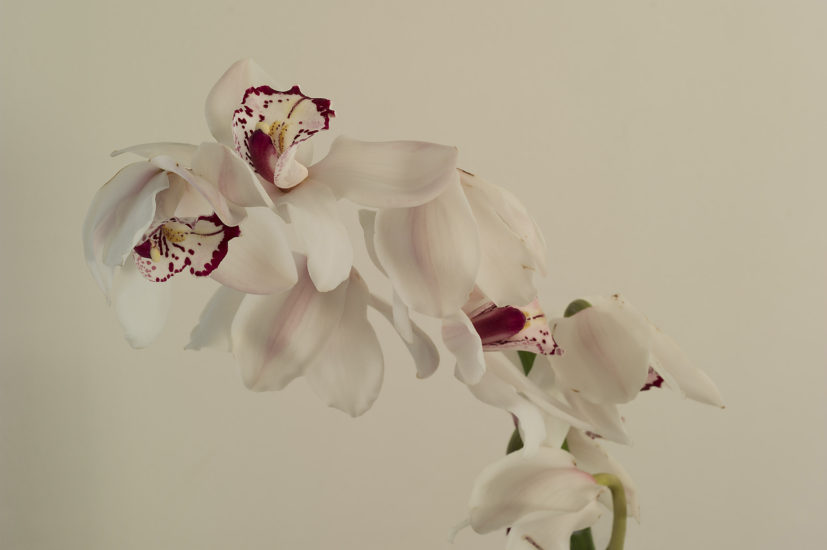 lips, Morten Andenæs. Fotograf: Morten Andenæs