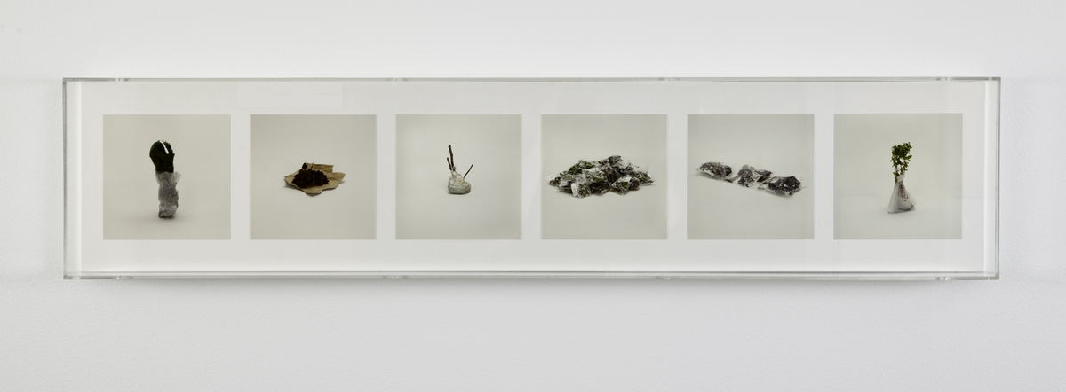 <em>Plants (prohibited)</em>, Taryn Simon. Photographer: Brynhild Seim
