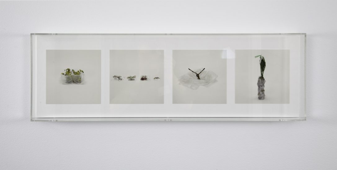 <em>Plants (prohibited)</em>, Taryn Simon. Photographer: Brynhild Seim