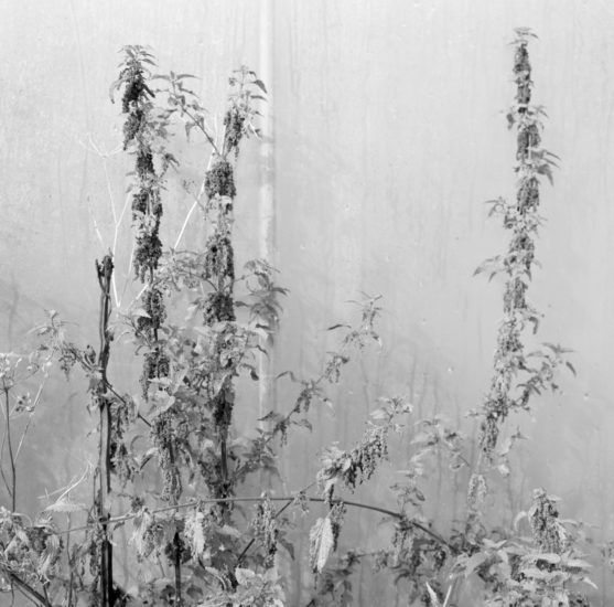 <em>The ideal state (Keeping the weeds stops erosion)</em>, Una Hunderi. Photographer: Una Hunderi