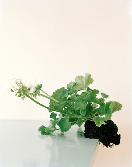 <em>Restricted Flora (6)</em>, Ingrid Eggen. Photographer: Eggen Ingrid