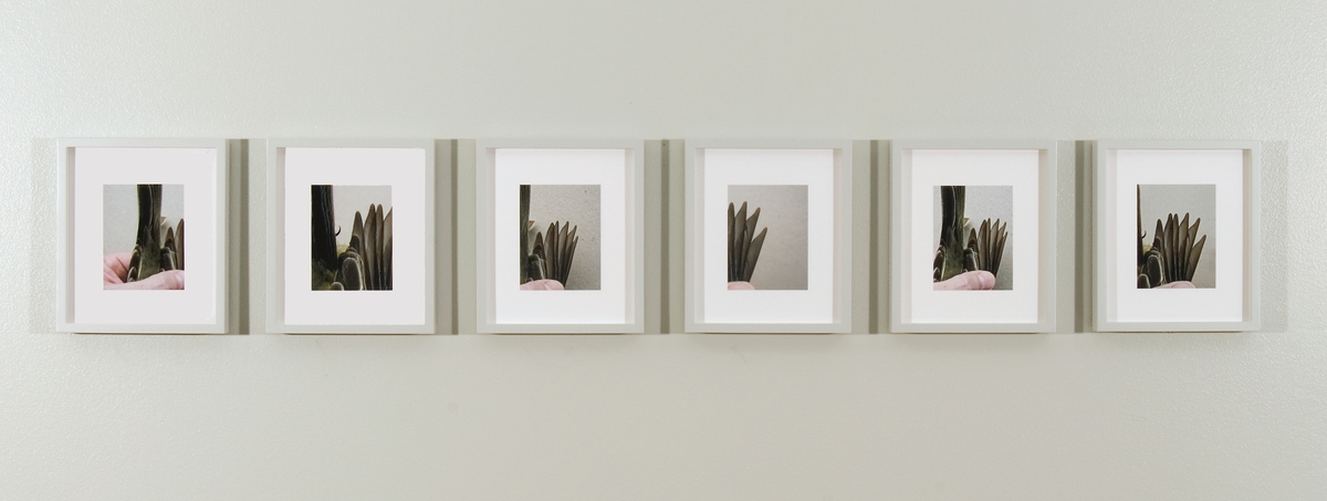 <em>Western kingbird juvenal wing (5)</em>, Ane Graff. Photographer: Ulf Rokkan