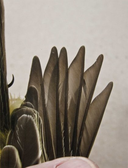 <em>Western kingbird juvenal wing (6)</em>, Ane Graff. Photographer: Arne Borgan Ulf Rokkan