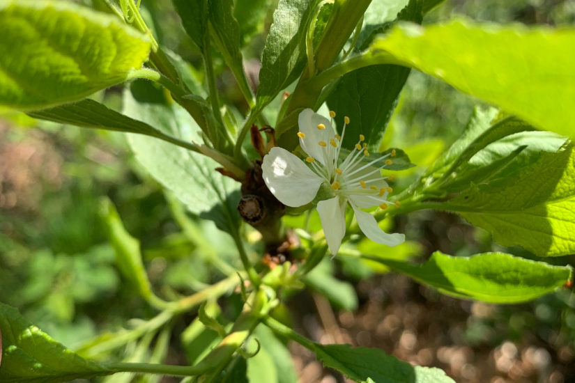 <em>WEB-BLOSSOM</em>
