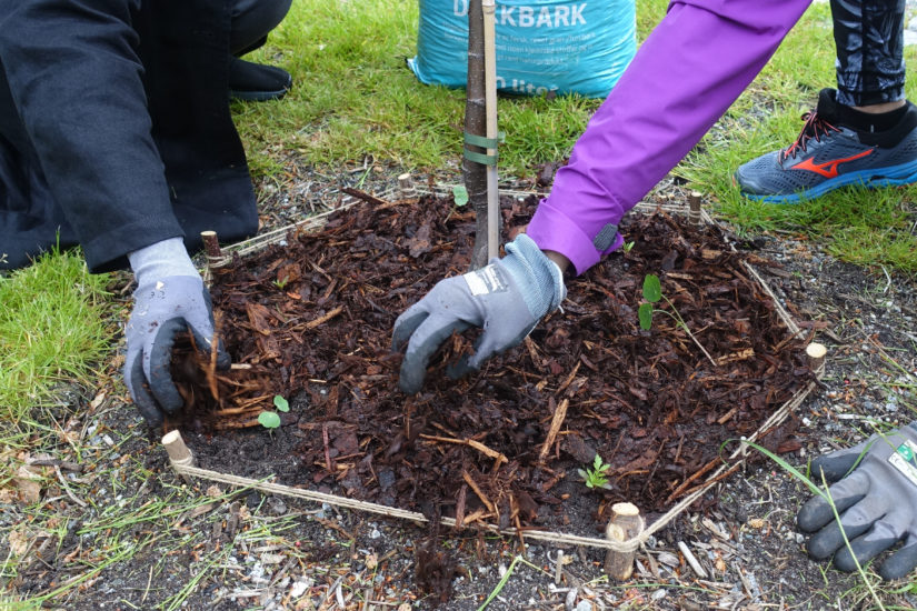 <em>WEB-JUNE-21-PLANTING</em>