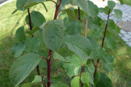 <em>WEB-LEAF-IMAGE-2</em>