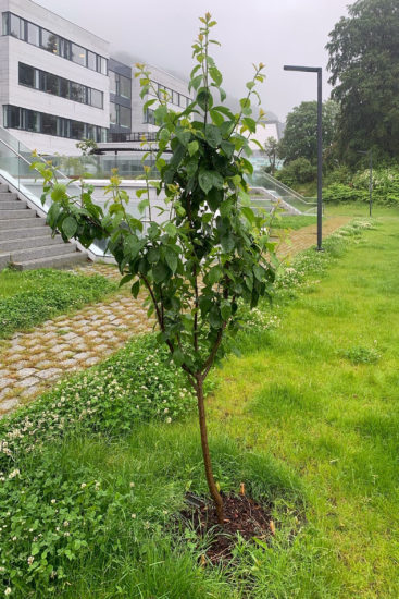 <em>WEB-TREE-IN-SPRING kopi</em>
