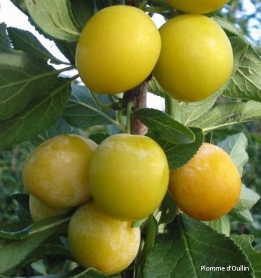 <em>d'Oullin</em>. Photographer:  Ukjent