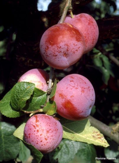 <em>Reeves</em>. Photographer:  Ukjent