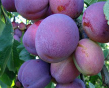 <em>plant-1318-Plomme Jubileum</em>