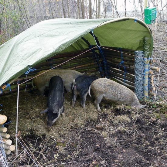 <em>Vågestykke #0 Grisane kjem</em>, Grisene skal kultivere jorden om til en potetåker som del av kunstprosjektet Luftballett. Photographer: KORO