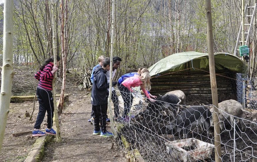 <em>Vågestykke #0 Grisane kjem</em>, Skoleelevar besøker grisane. Photographer: Pål Hoff