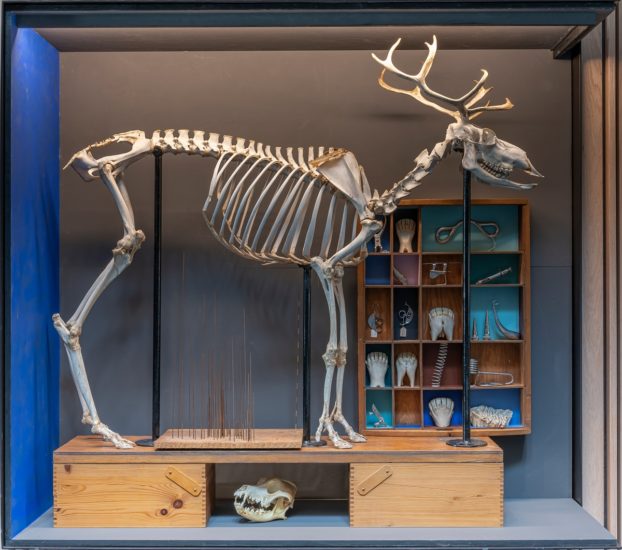 <em>Jeg søkte en kilde og fant et hav (Simia, Cetacea, Castor, Ovibos, Trichobezoar, Rangifer, Bos, Pulmones, Pelvis, Canis)</em>, Jon Gundersen, Elise Storsveen. Photographer: Øystein Thorvaldsen