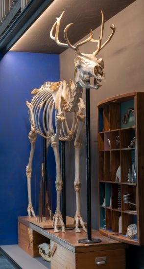 <em>Jeg søkte en kilde og fant et hav (Simia, Cetacea, Castor, Ovibos, Trichobezoar, Rangifer, Bos, Pulmones, Pelvis, Canis)</em>, Jon Gundersen, Elise Storsveen. Photographer: Øystein Thorvaldsen