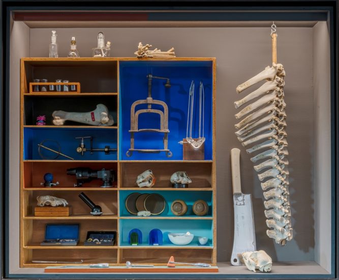 <em>Jeg søkte en kilde og fant et hav (Simia, Cetacea, Castor, Ovibos, Trichobezoar, Rangifer, Bos, Pulmones, Pelvis, Canis)</em>, Jon Gundersen, Elise Storsveen. Photographer: Øystein Thorvaldsen