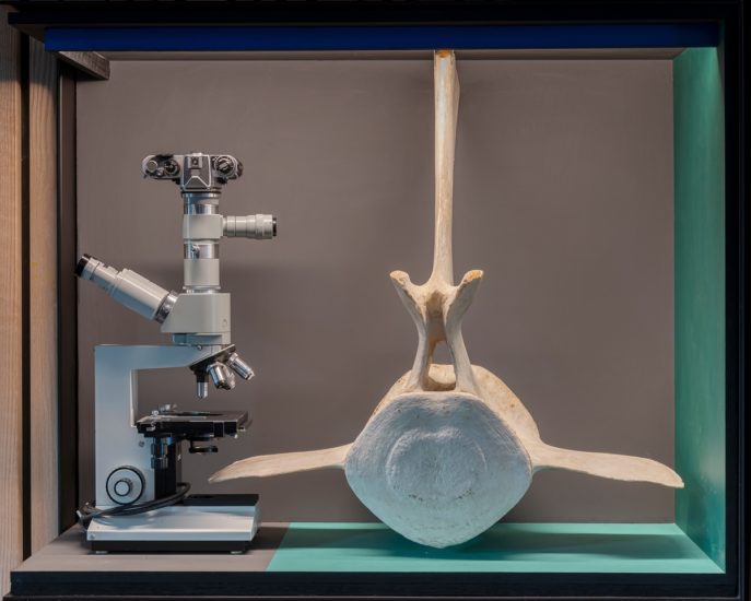 <em>Jeg søkte en kilde og fant et hav (Simia, Cetacea, Castor, Ovibos, Trichobezoar, Rangifer, Bos, Pulmones, Pelvis, Canis)</em>, Jon Gundersen, Elise Storsveen. Photographer: Øystein Thorvaldsen