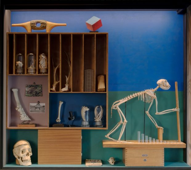 <em>Jeg søkte en kilde og fant et hav (Simia, Cetacea, Castor, Ovibos, Trichobezoar, Rangifer, Bos, Pulmones, Pelvis, Canis)</em>, Jon Gundersen, Elise Storsveen. Photographer: Øystein Thorvaldsen