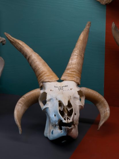 <em>Jeg søkte en kilde og fant et hav (Simia, Cetacea, Castor, Ovibos, Trichobezoar, Rangifer, Bos, Pulmones, Pelvis, Canis)</em>, Jon Gundersen, Elise Storsveen. Photographer: Øystein Thorvaldsen